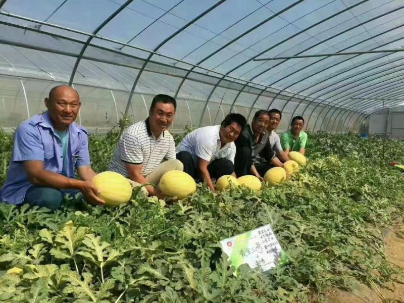 黄金三号西瓜种子大果皮薄果肉大红甜度13度以上品西瓜种