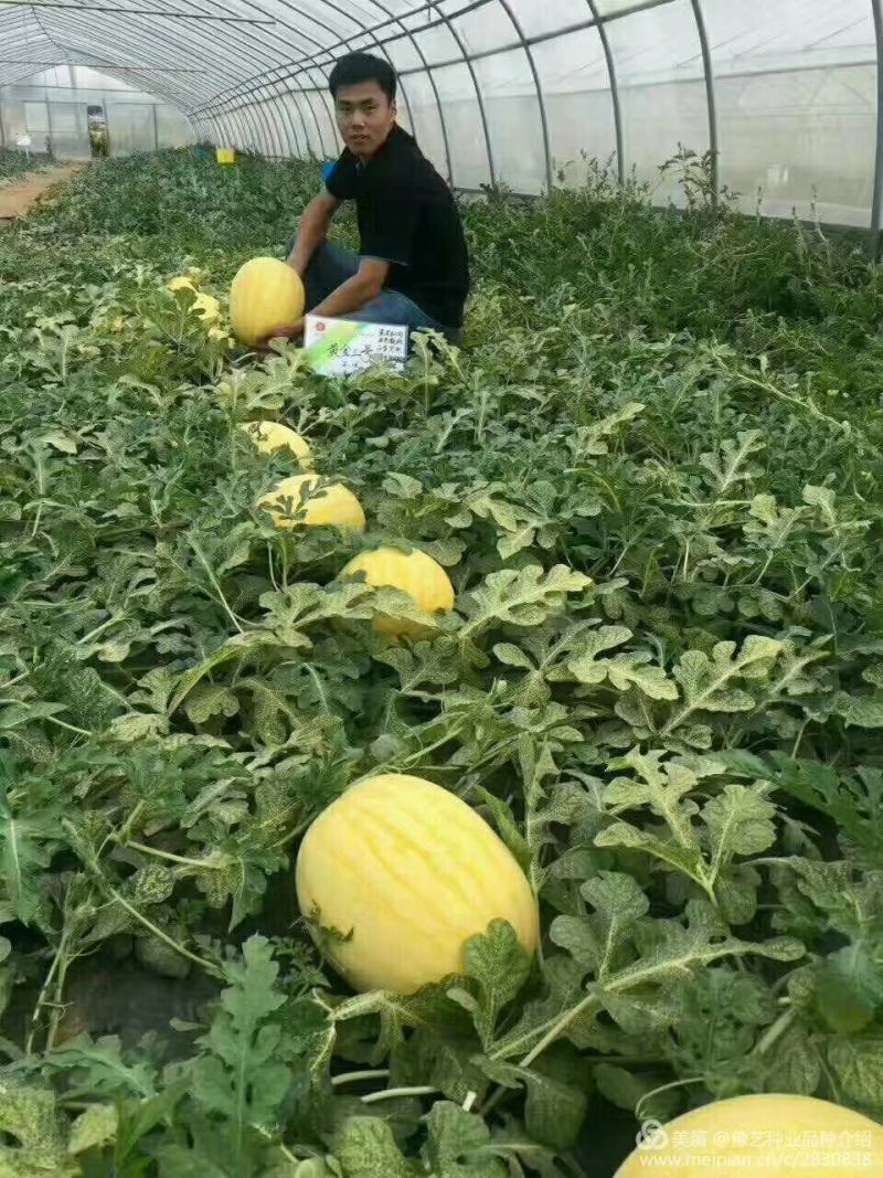 黄金三号西瓜种子大果皮薄果肉大红甜度13度以上品西瓜种