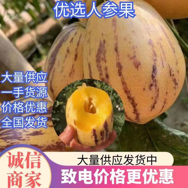 精品推荐甘肃民勤沙漠头茬人参果原产地现摘现发