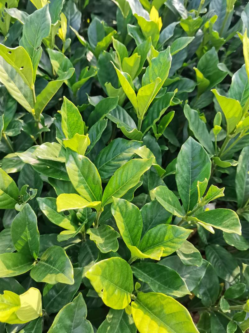 苗圃供应栀子花地苗栀子花杯苗栀子花毛球大叶栀子花小叶栀子