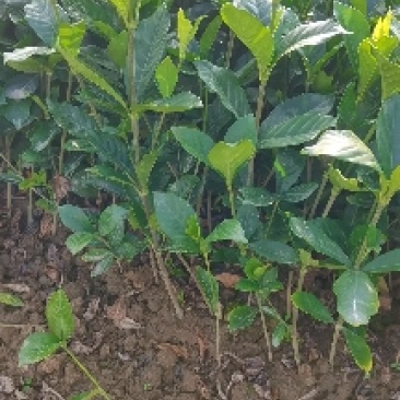 苗圃供应栀子花地苗栀子花杯苗栀子花毛球大叶栀子花小叶栀子