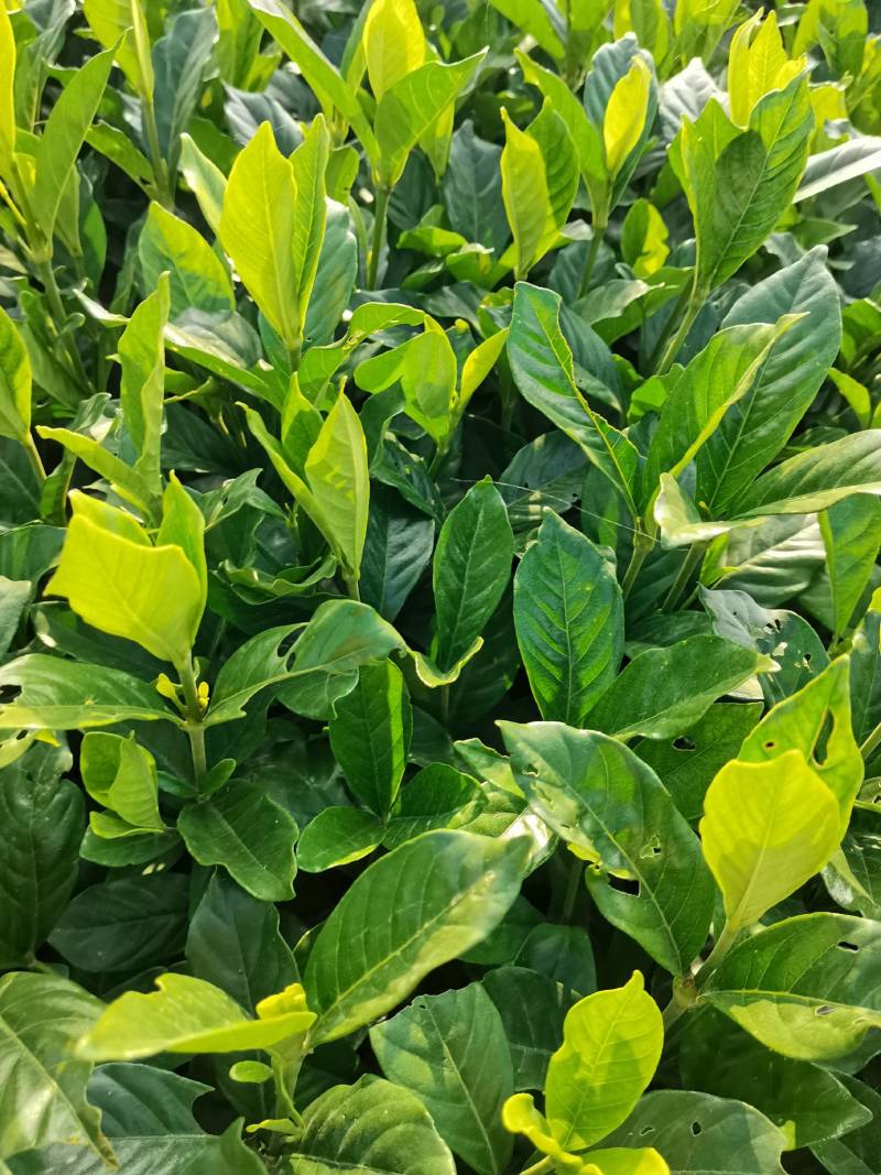 苗圃供应栀子花地苗栀子花杯苗栀子花毛球大叶栀子花小叶栀子