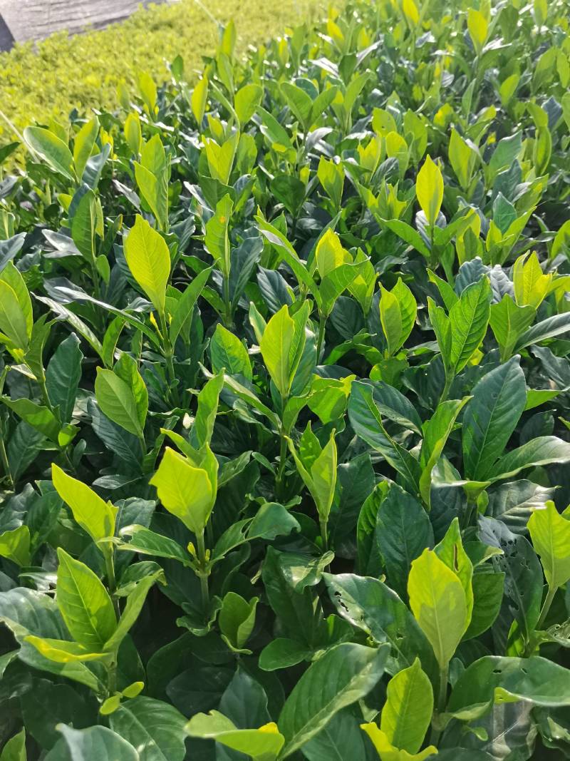 苗圃供应栀子花地苗栀子花杯苗栀子花毛球大叶栀子花小叶栀子