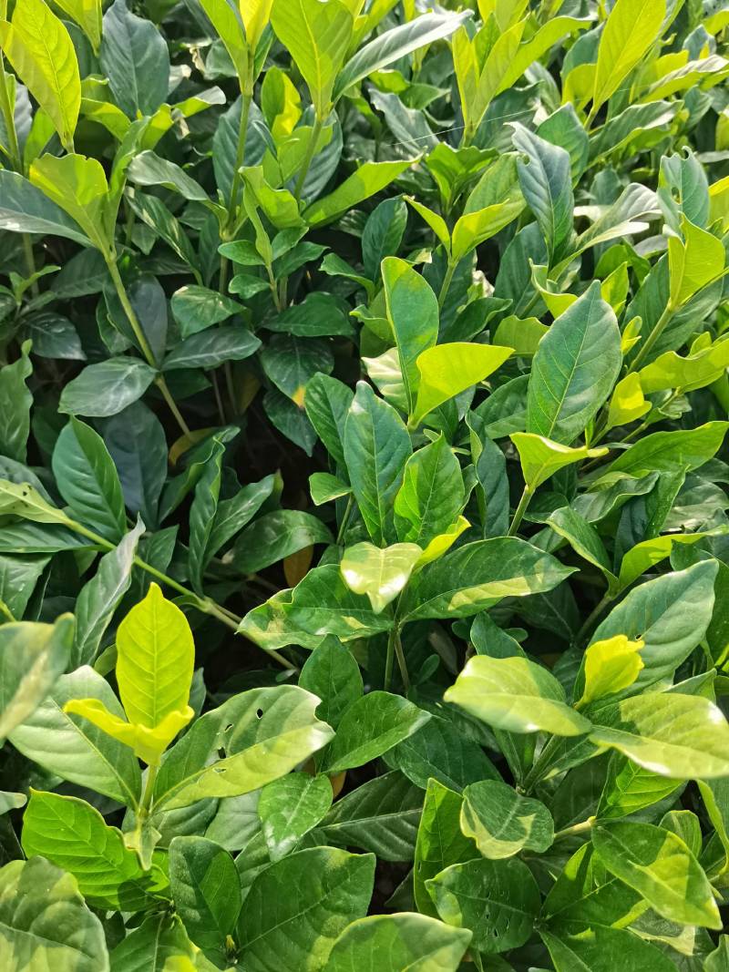 苗圃供应栀子花地苗栀子花杯苗栀子花毛球大叶栀子花小叶栀子