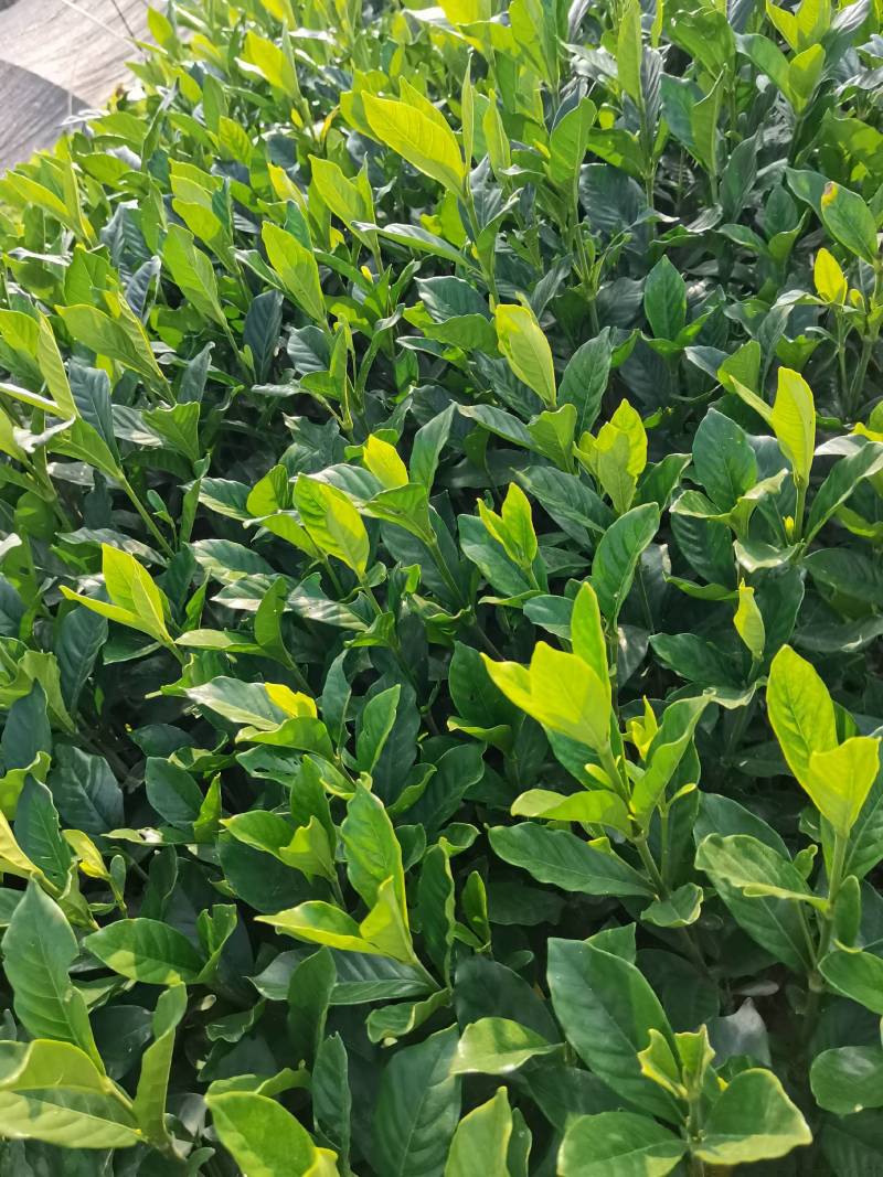 苗圃供应栀子花地苗栀子花杯苗栀子花毛球大叶栀子花小叶栀子