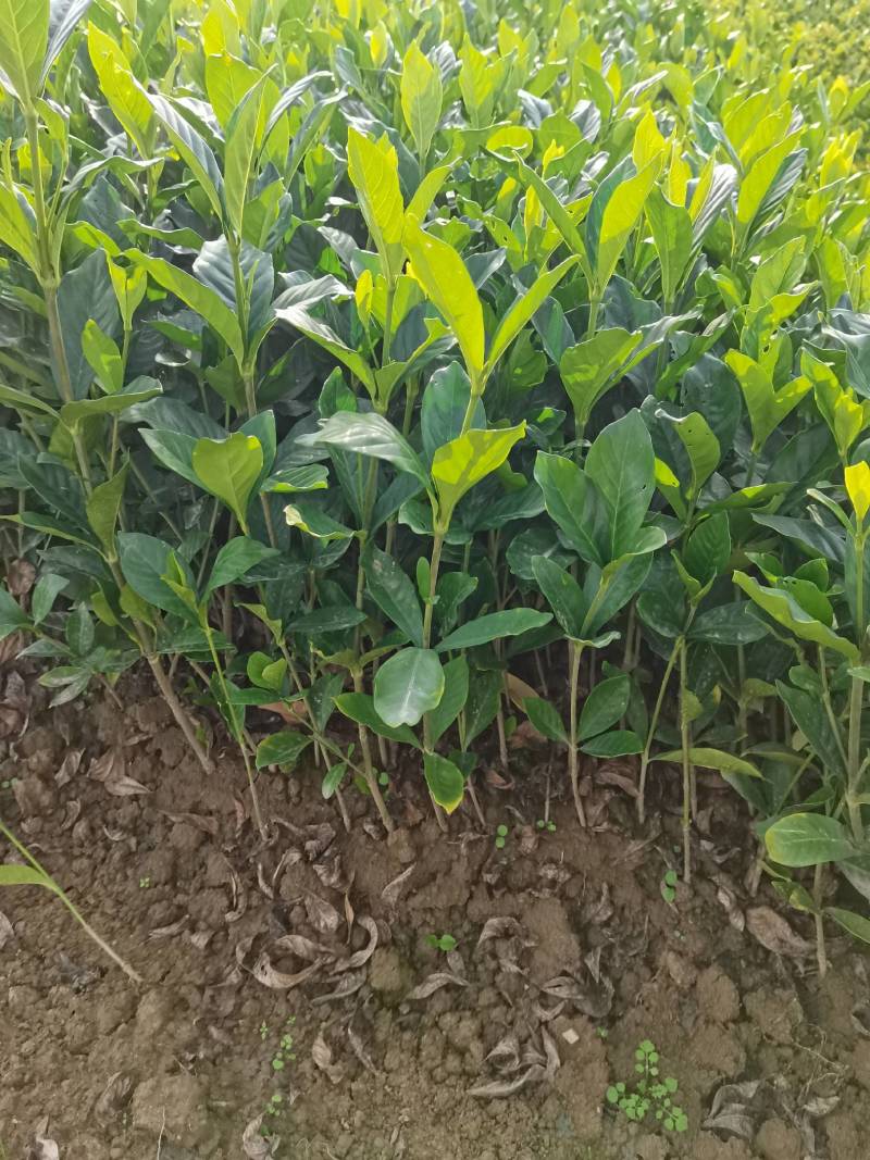 苗圃供应栀子花地苗栀子花杯苗栀子花毛球大叶栀子花小叶栀子