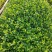 苗圃供应栀子花地苗栀子花杯苗栀子花毛球大叶栀子花小叶栀子