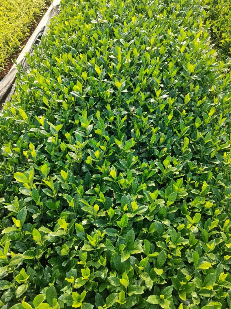 苗圃供应栀子花地苗栀子花杯苗栀子花毛球大叶栀子花小叶栀子