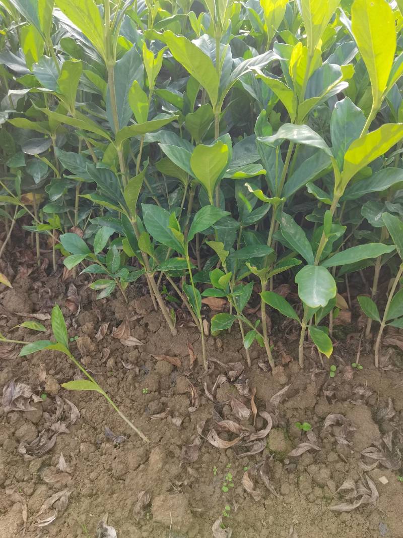 苗圃供应栀子花地苗栀子花杯苗栀子花毛球大叶栀子花小叶栀子