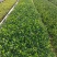 苗圃供应栀子花地苗栀子花杯苗栀子花毛球大叶栀子花小叶栀子