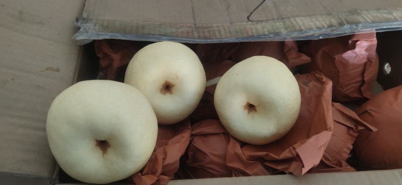 常年代收酥梨，皮薄汁多，甜度高，做的是品质，靠的口碑