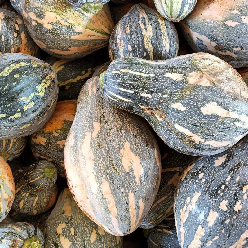 湛江徐闻大量香芋南瓜稳定一手货源按需分拣。
