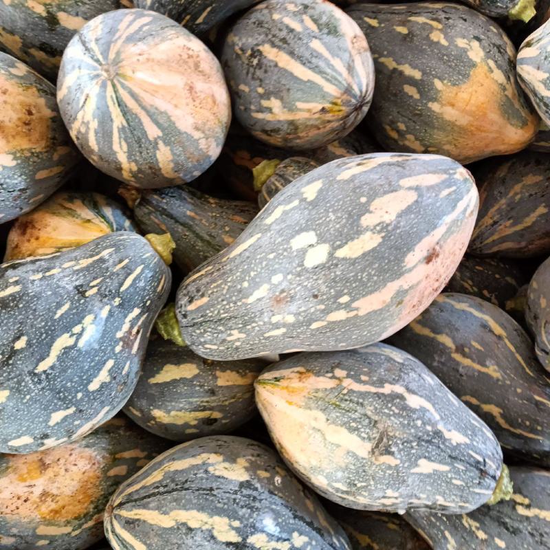 湛江徐闻大量香芋南瓜稳定一手货源按需分拣。