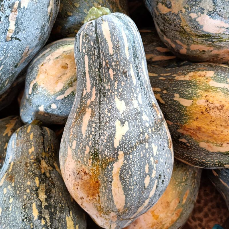 湛江徐闻大量香芋南瓜稳定一手货源按需分拣。