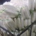 白萝卜,出口，北上广，云贵川，都有货都可以安排