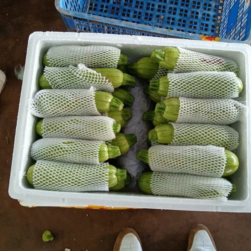 云南元谋西葫芦产地直发一手货源质量保证全国发货