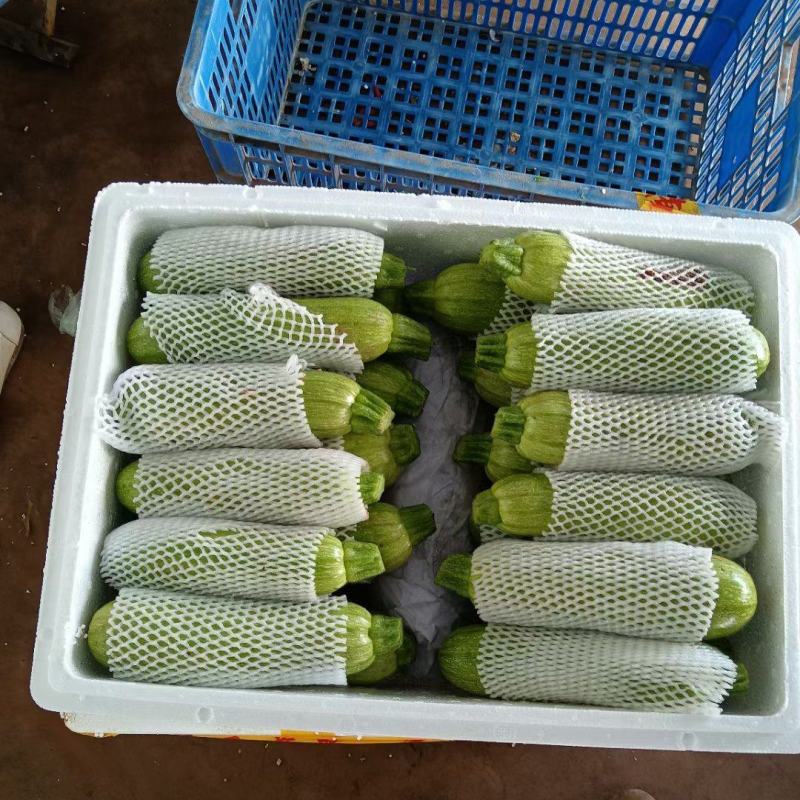 云南元谋西葫芦产地直发一手货源质量保证全国发货