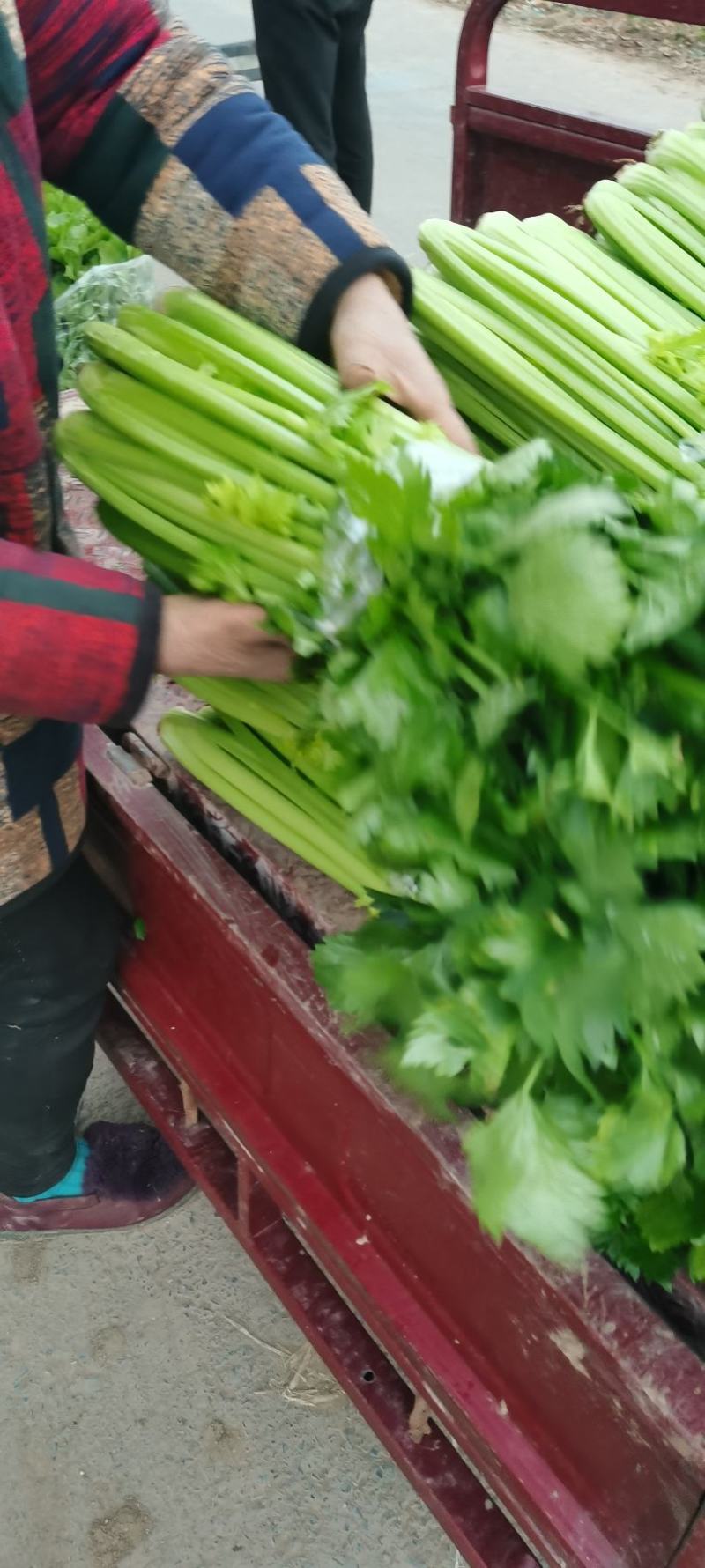 河南芹菜，精品暖棚西芹，色泽艳，视频看货，线上保障交易。