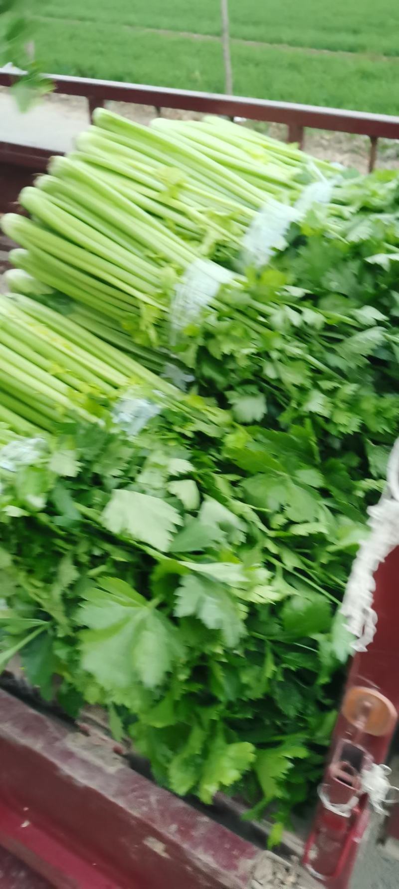 河南芹菜，精品暖棚西芹，色泽艳，视频看货，线上保障交易。