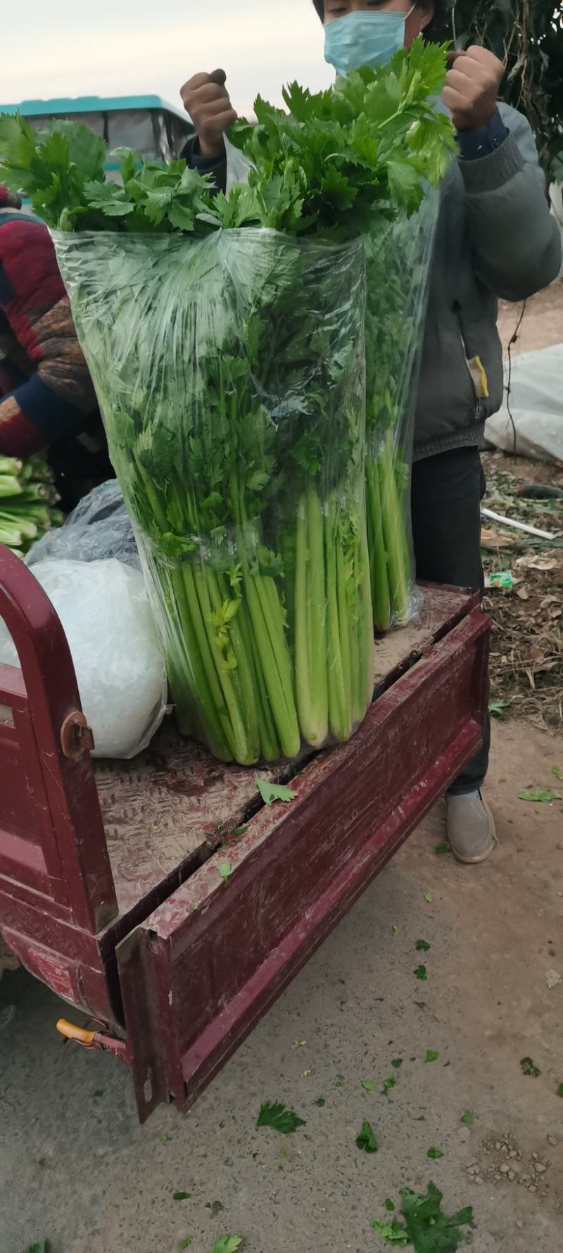 河南芹菜，精品暖棚西芹，色泽艳，视频看货，线上保障交易。