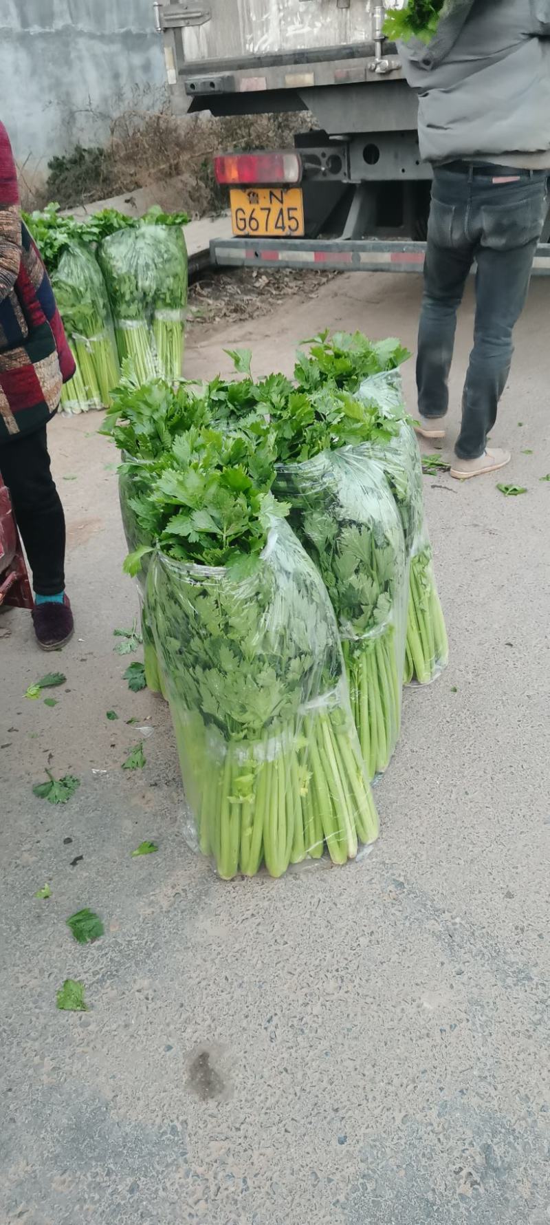 河南芹菜，精品暖棚西芹，色泽艳，视频看货，线上保障交易。
