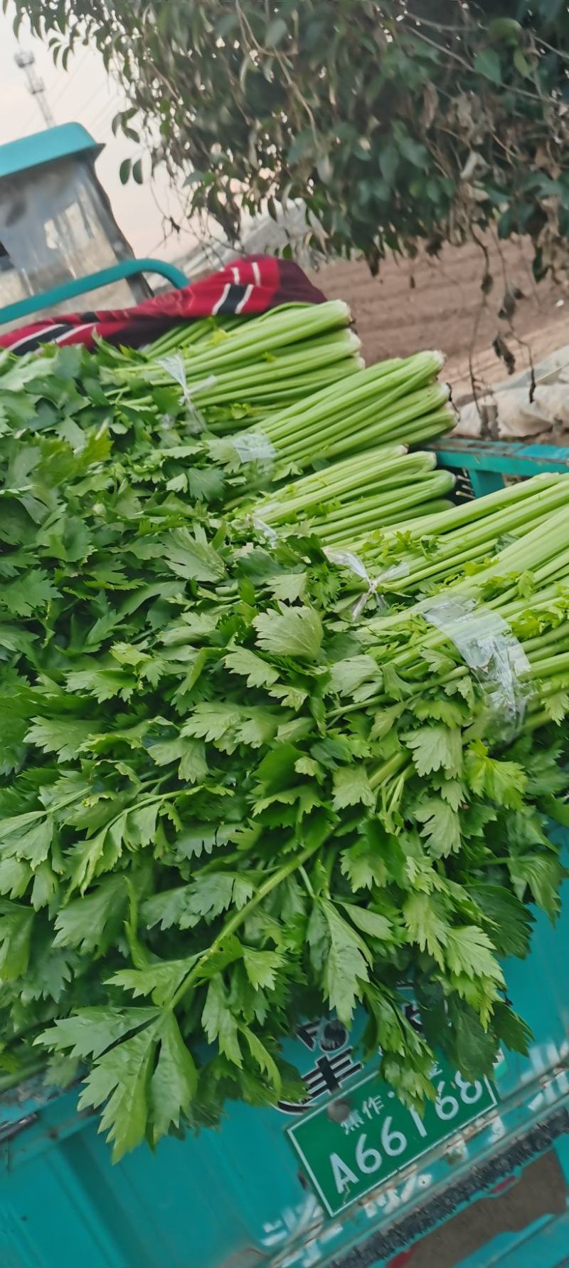 河南芹菜，精品暖棚西芹，色泽艳，视频看货，线上保障交易。