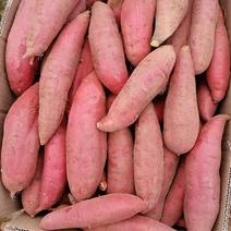 河南红薯商薯19精品红薯品种齐全产地直发保质保