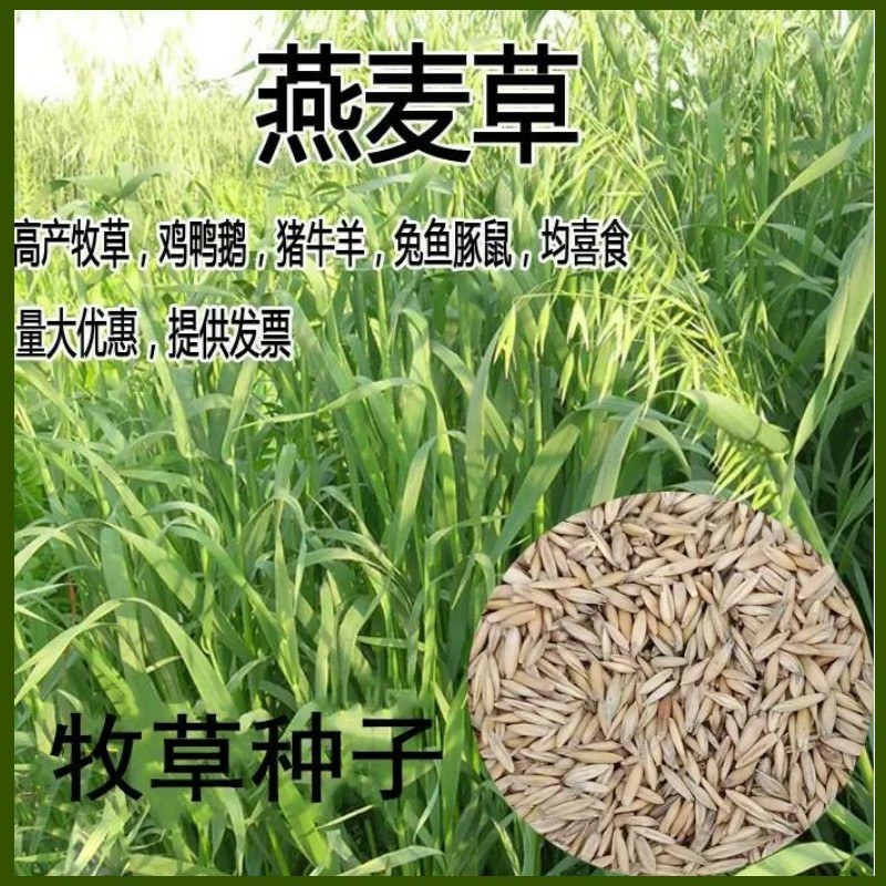 进口燕麦草种子饲用养殖牧草高产耐寒种籽牛马羊鱼饲料大麦草