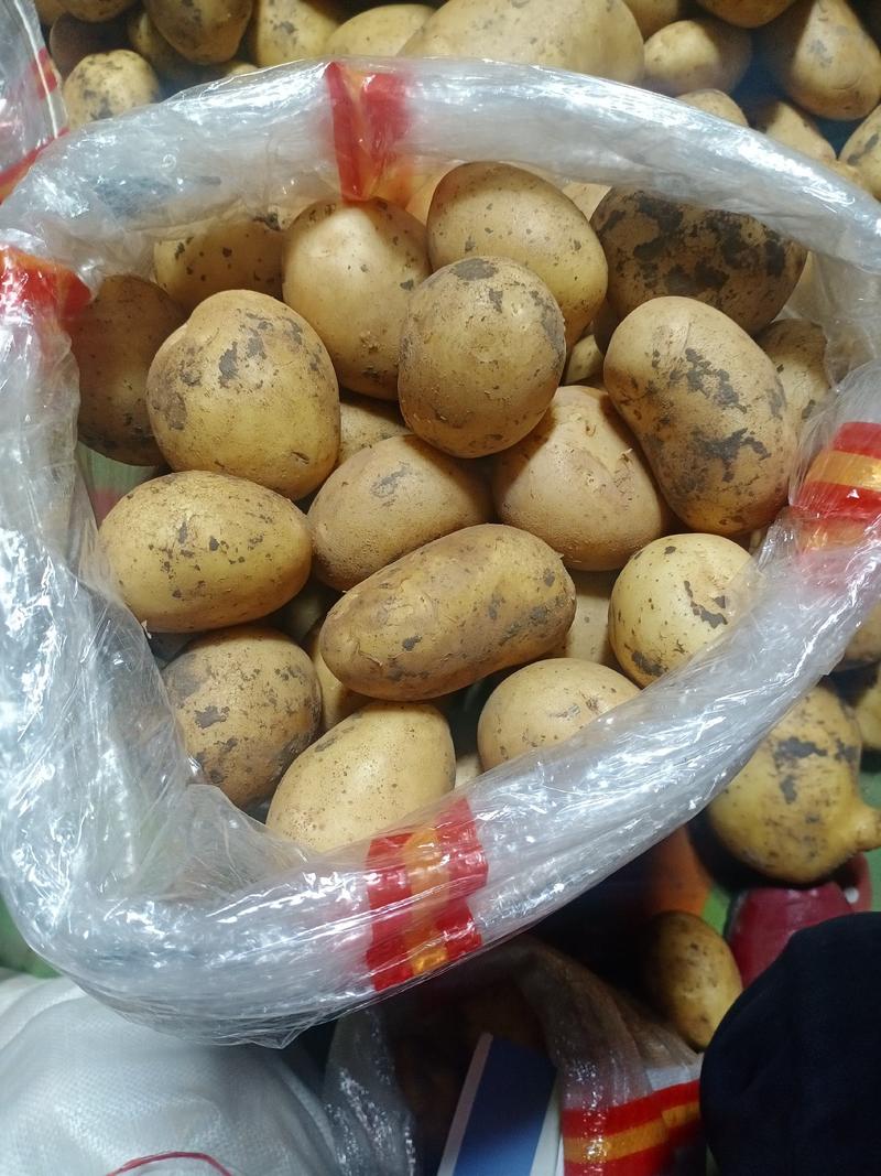 小土豆:纯度高，亩产高，适应范围广，免费种植技术指导。