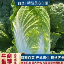 河南原产地大白菜物美价廉，欢迎新老客商联系咨询！
