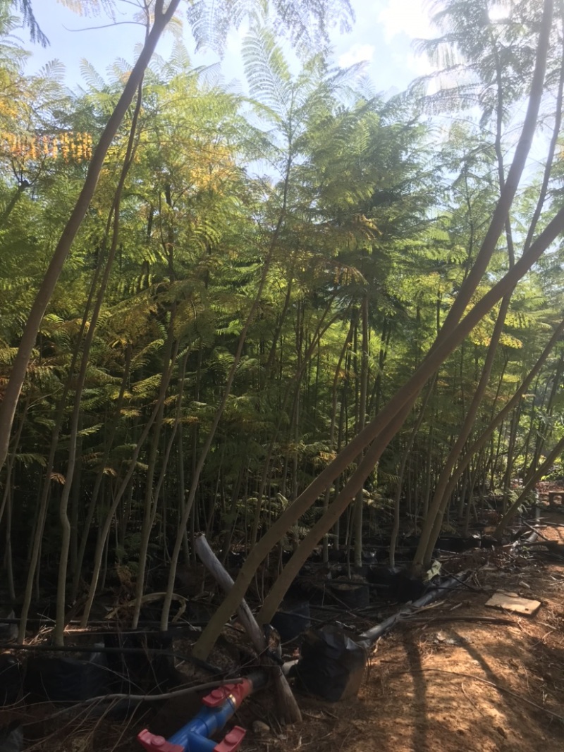 1万棵蓝花楹