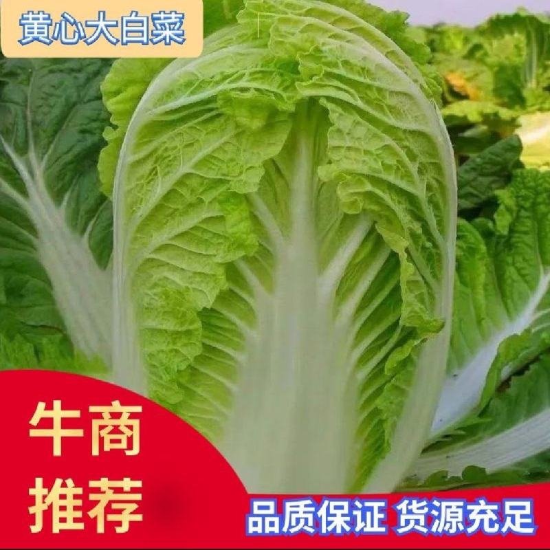 北京三号白菜，净菜4~6斤，量大从优。全国可发！