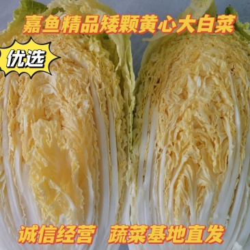 嘉鱼黄心大白菜产地直发湖北矮颗精品大白菜一手货源全国发货