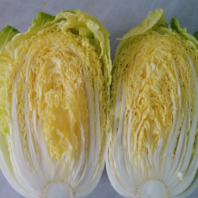 嘉鱼黄心大白菜产地直发湖北矮颗精品大白菜一手货源全国发货