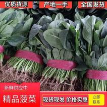 精品产地直销，黑叶菠菜15~20厘米，量大质量优