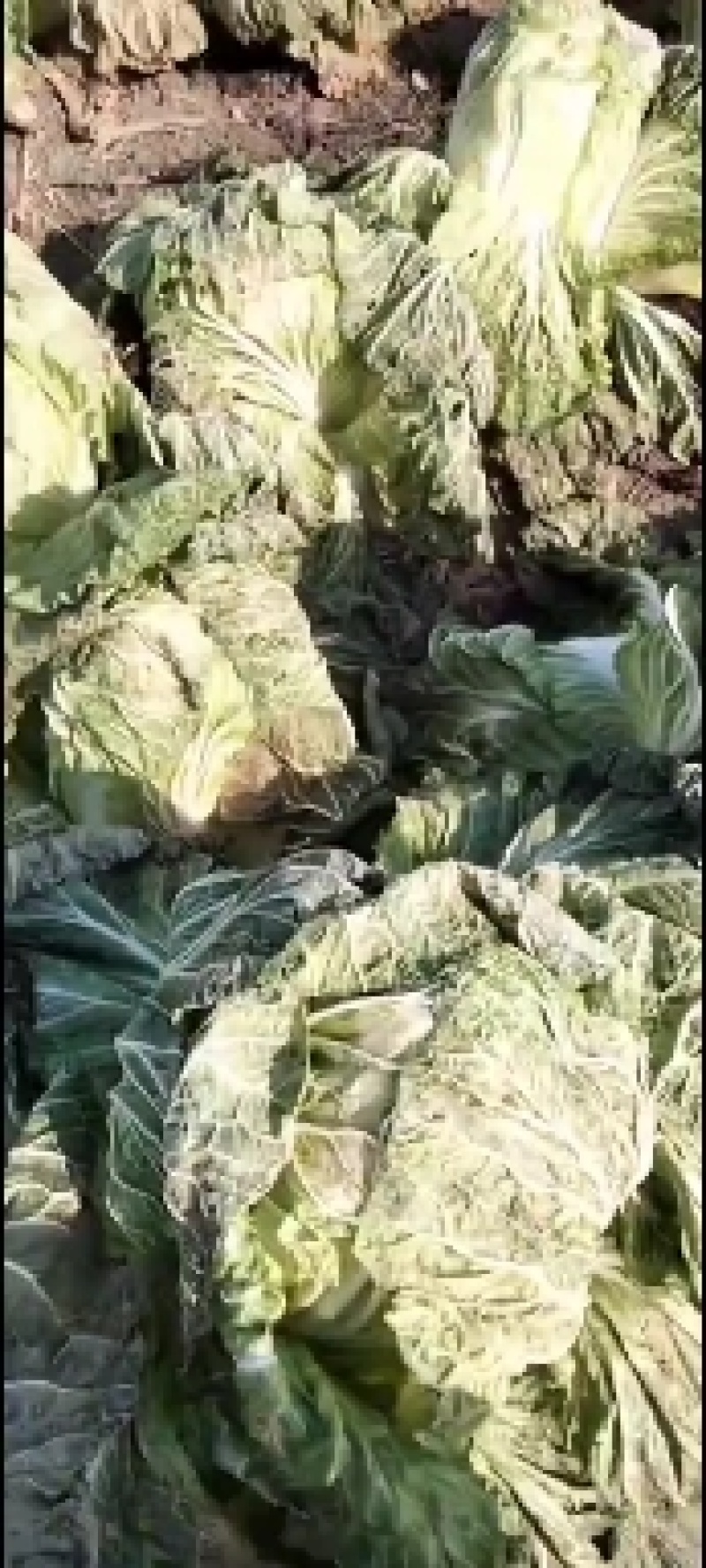 义和秋大白菜保证质量货源充足每个净重6斤起步