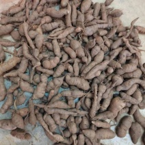 新鲜三叶青一年四季供货，现挖现卖，废话不多说！质量扛扛的