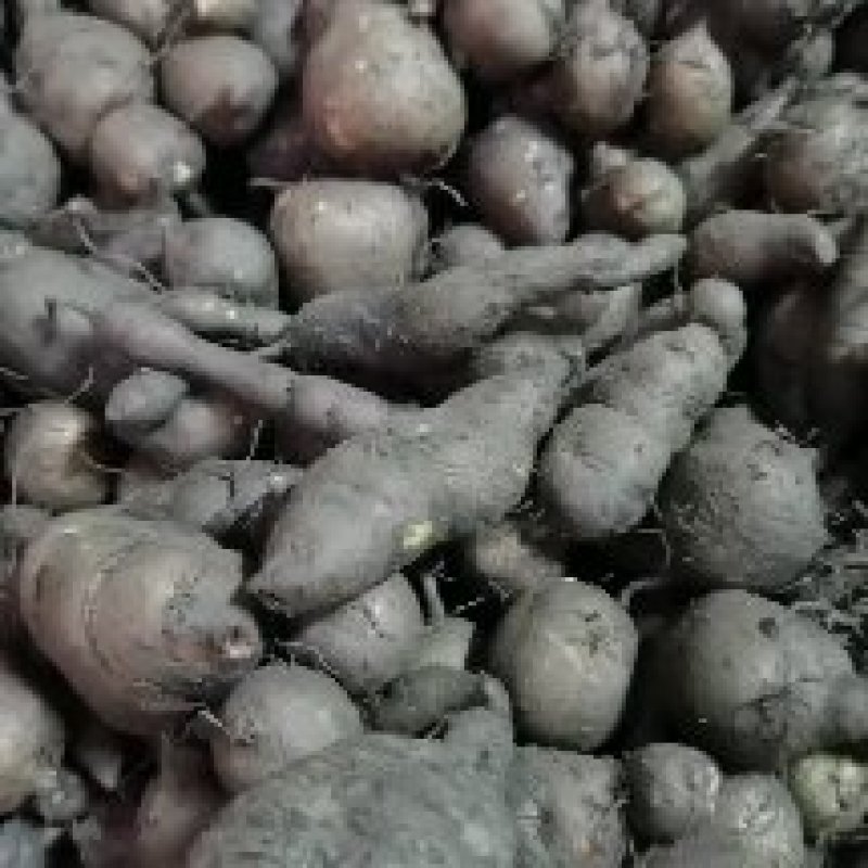 新鲜三叶青一年四季供货，现挖现卖，废话不多说！质量扛扛的
