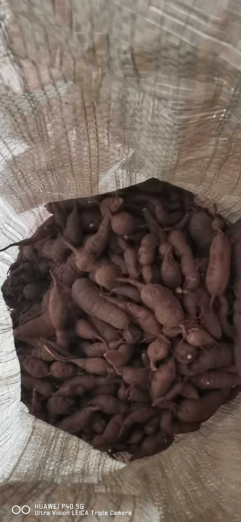 新鲜三叶青一年四季供货，现挖现卖，废话不多说！质量扛扛的