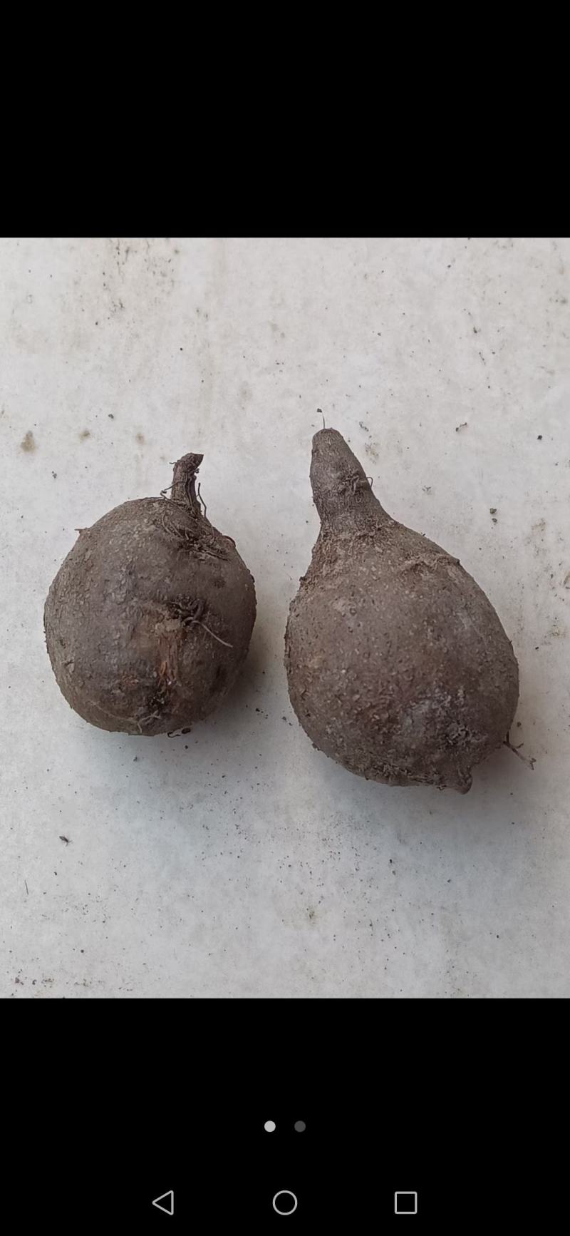 新鲜三叶青一年四季供货，现挖现卖，废话不多说！质量扛扛的