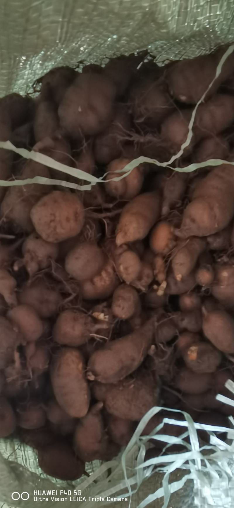 新鲜三叶青一年四季供货，现挖现卖，废话不多说！质量扛扛的