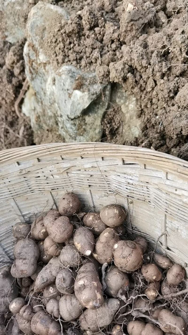 新鲜三叶青一年四季供货，现挖现卖，废话不多说！质量扛扛的