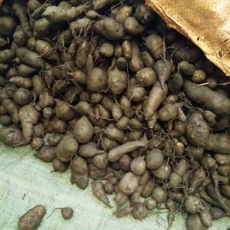新鲜三叶青一年四季供货，现挖现卖，废话不多说！质量扛扛的