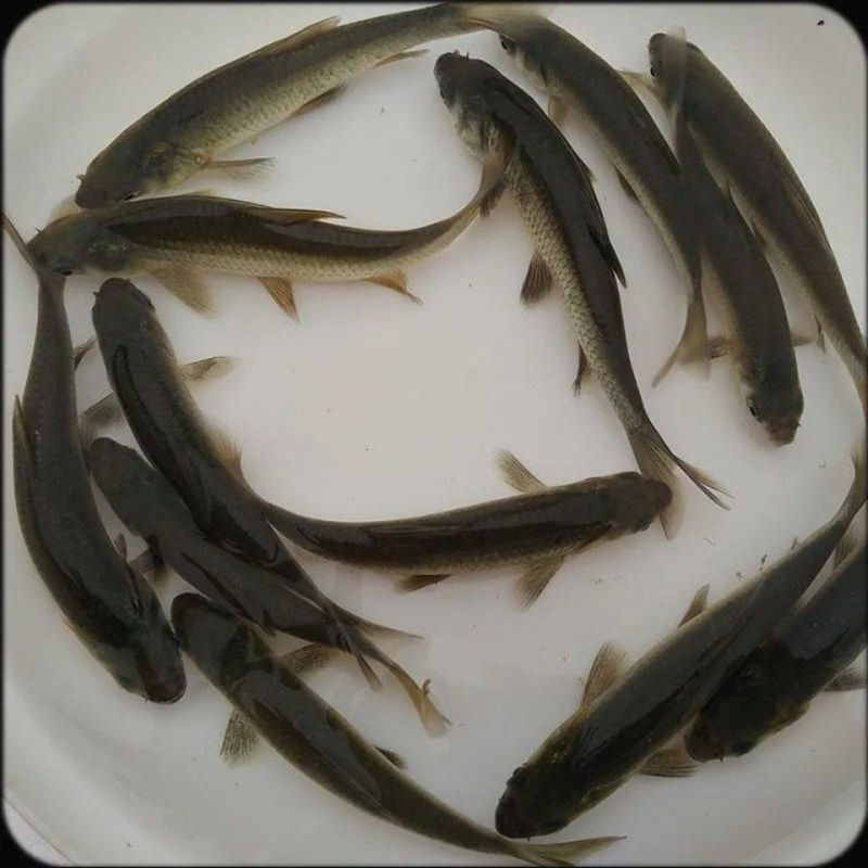 优质【螺蛳青鱼】黑鲩/鱼塘改底王/吃螺为生/渔场直供/