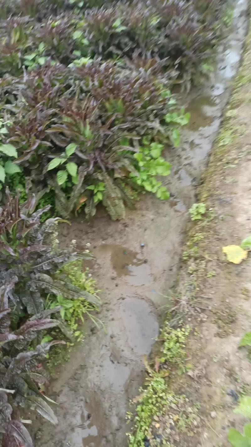 莴笋，腊月特价。红叶香莴笋，大量供应一条龙服务