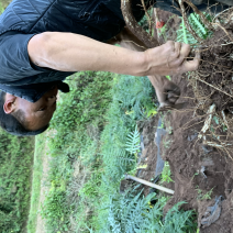 云南苗家中草药马刺根大蓟