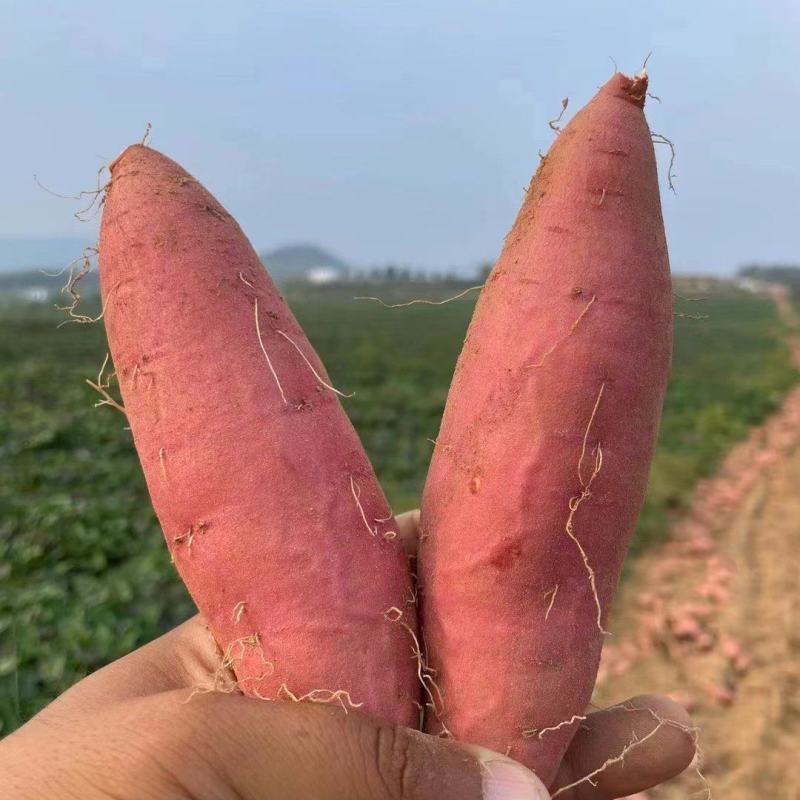 山东红薯西瓜红红薯大量现货窖藏红薯大量现货货源充足