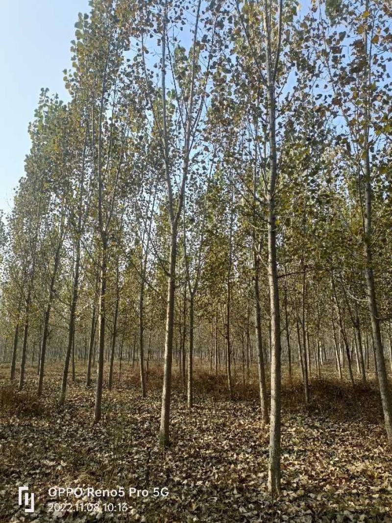 意杨，我基地种植面积广，品种多，欢迎采购