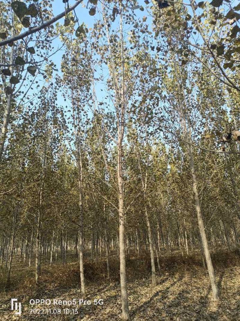 意杨，我基地种植面积广，品种多，欢迎采购