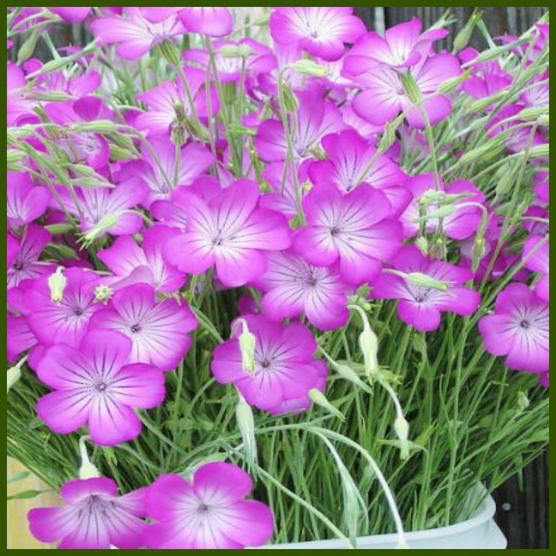麦仙翁花种子庭院买毒草四季易种阳台种子芽率高室内盆栽绿化